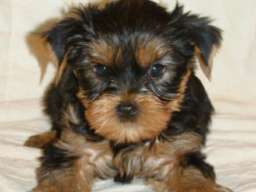 JORKSIRSKI TERIEJER - JORKI stenci