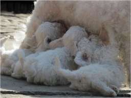 Kovrdzavi bi&scaron;on stenci na prodaju