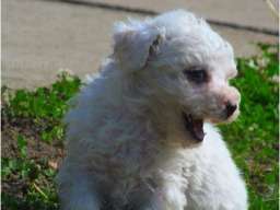 Kovrdzavi bi&scaron;on stenci na prodaju