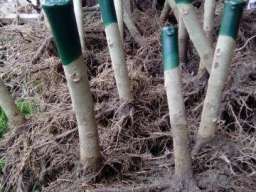 Rasadnik PAULOVNIJE Tosic