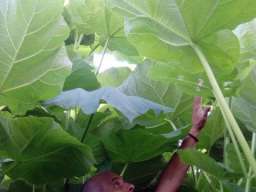 Rasadnik PAULOVNIJE Tosic