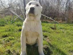 Srednjeazijski ovčar &scaron;tenci