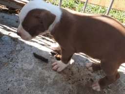 Pitbull terijer &scaron;tenci