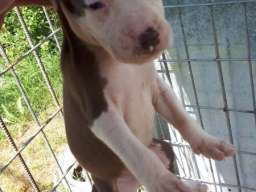 Pitbull terijer &scaron;tenci