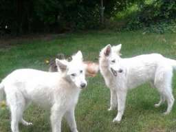 Beli Svajcarski Ovcari