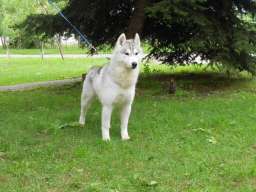 Sibirski Haski muzjak