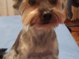 Jorksirski terijer slobodan za parenje