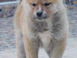 Japanska akita štenci