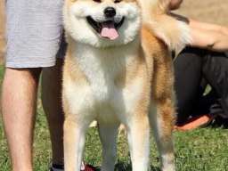 Japanska akita &scaron;tenci