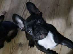 Francuski buldog &scaron;tenci