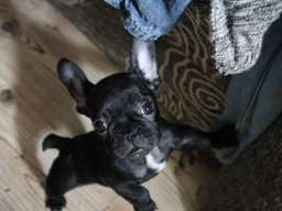 Francuski buldog &scaron;tenci