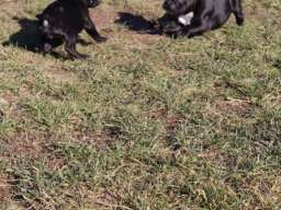 Francuski buldog &scaron;tenci