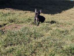 Francuski buldog &scaron;tenci