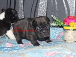 Francuski buldog