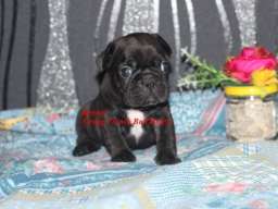 Francuski buldog
