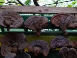 Ganoderma lucidum Reishi gljiva, Hrastova Sjajnica
