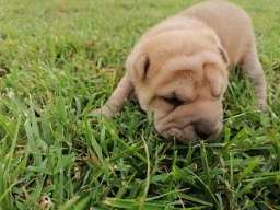 Shar pei - &scaron;ar pej &scaron;tenci