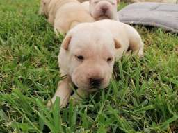 Shar pei - &scaron;ar pej &scaron;tenci