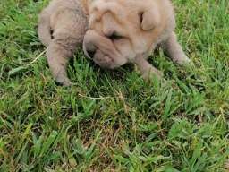 Shar pei - &scaron;ar pej &scaron;tenci