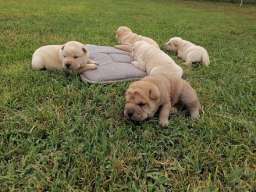 Shar pei - &scaron;ar pej &scaron;tenci
