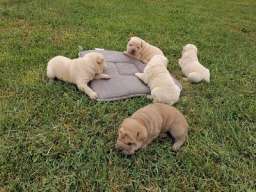 Shar pei - &scaron;ar pej &scaron;tenci