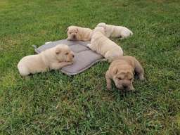 Shar pei - &scaron;ar pej &scaron;tenci