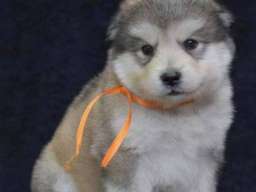 Aljaski malamut &scaron;tenci 
