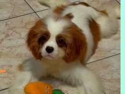 Dostupni štenci Cavalier King Charles spanijela 