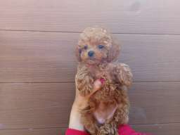 Toy pudle