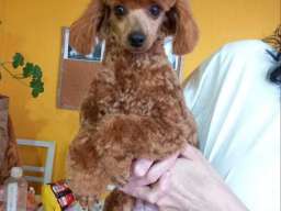 Toy pudle