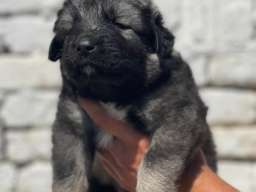 Kavkavski ovčar &scaron;tenci