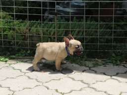 Francuski Buldog &scaron;tenci
