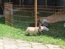 Francuski Buldog &scaron;tenci