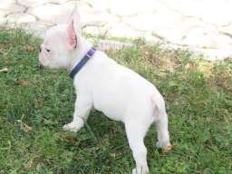 Francuski Buldog &scaron;tenci