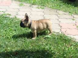 Francuski Buldog &scaron;tenci