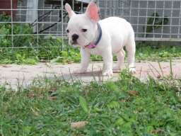 Francuski Buldog &scaron;tenci