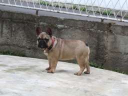 Francuski Buldog &scaron;tenci