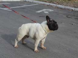 Francuski Buldog &scaron;tenci