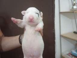 Sinai State kennel new litter