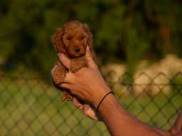 Toy i mini pudle
