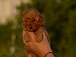 Toy i mini pudle