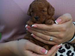 Toy i mini pudle