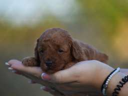 Toy i mini pudle