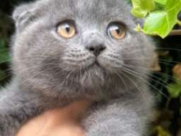 &Scaron;kotski fold macici - predivni