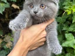 &Scaron;kotski fold macici - predivni