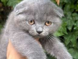 &Scaron;kotski fold macici - predivni