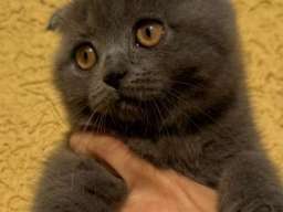 &Scaron;kotski fold macici - predivni