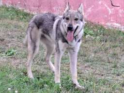 čekoslovački vučji pas ženka