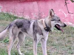 čekoslovački vučji pas ženka