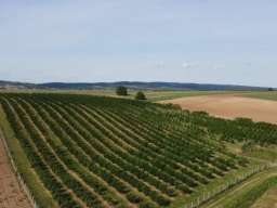 Plantaža le&scaron;nika-Sremska Mitrovica-Ležimir 378ari